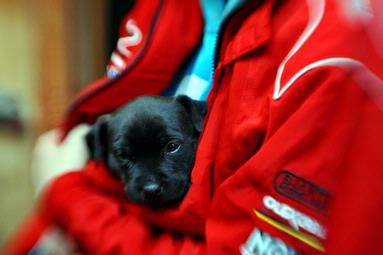 Phil and Yvonne Morton; Puppy; On Sunday at the Clevedon Farmers Market this five week old Staffordshire puppy snuggled into her young owner's jacket to get away from the cold.